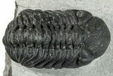 Bargain, Austerops Trilobite - Ofaten, Morocco #287540-4